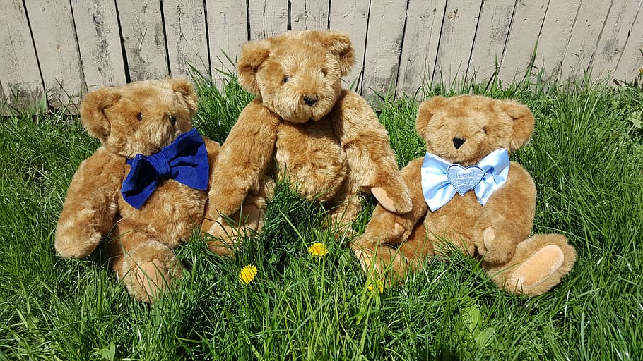 teddy, bear, grass, three bears, stuffed toy, teddy bear, plant HD wallpaper