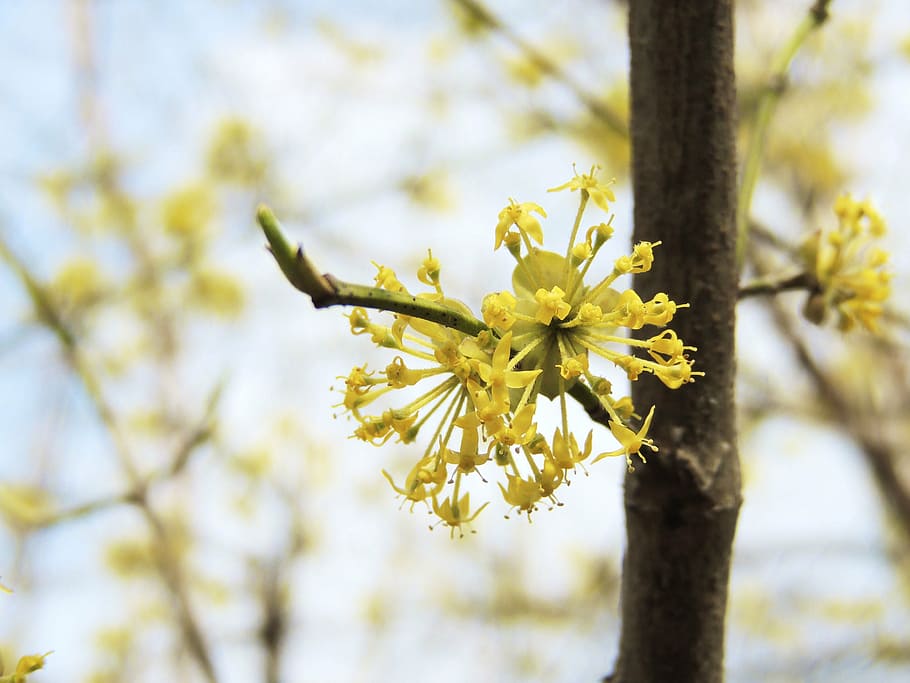 blossom, bloom, flower, fruegling, yellow, color, nature, plant HD wallpaper