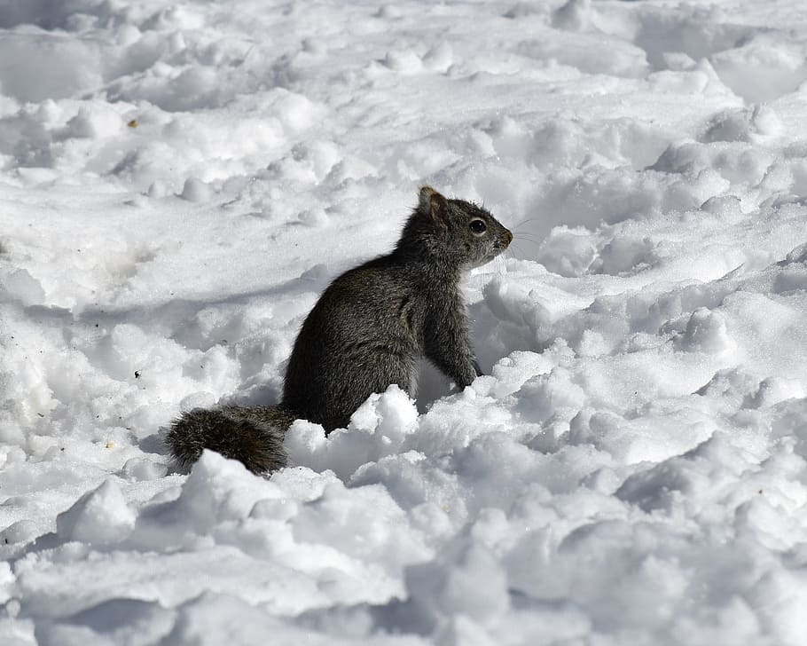 winter, snow, mammal, squirrel, wildlife, cute, animal, animal themes HD wallpaper
