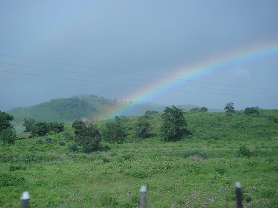 rainbow, vegetation, nature, plant, tree, environment, landscape HD wallpaper