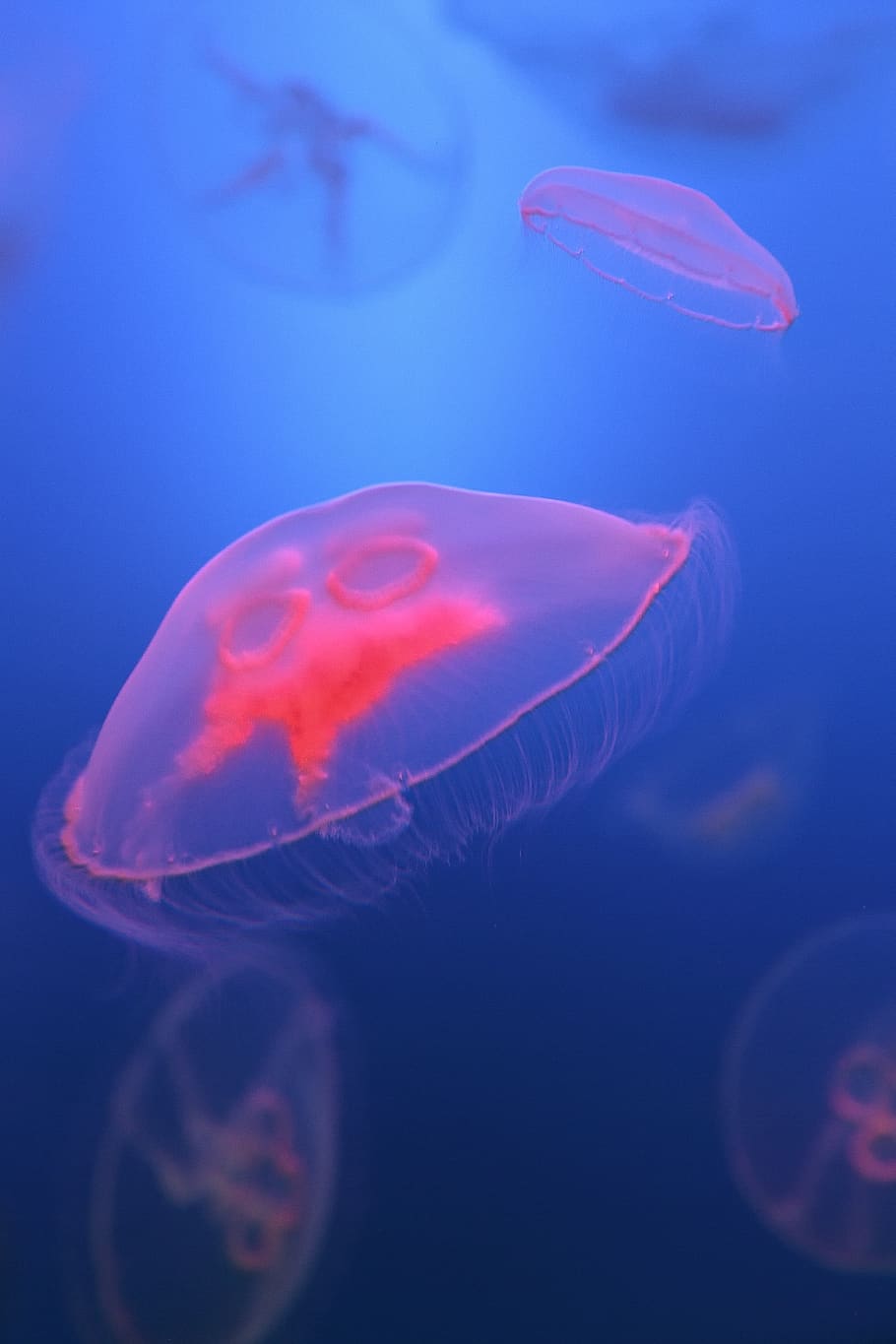 immersed, fish, wallpaper, jellyfish, animal wildlife, sea HD wallpaper