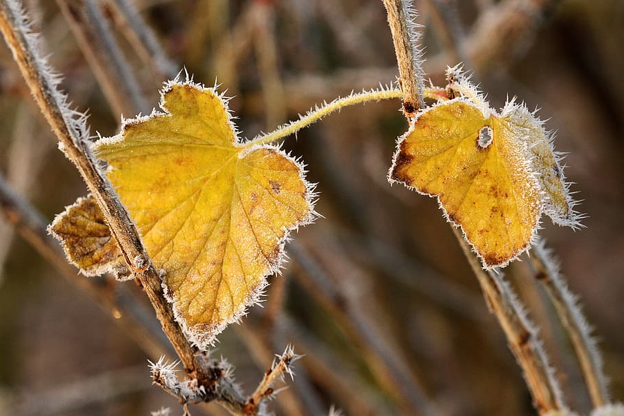two brown leaves during daytime, autumn, leaf, hoarfrost, currant HD wallpaper