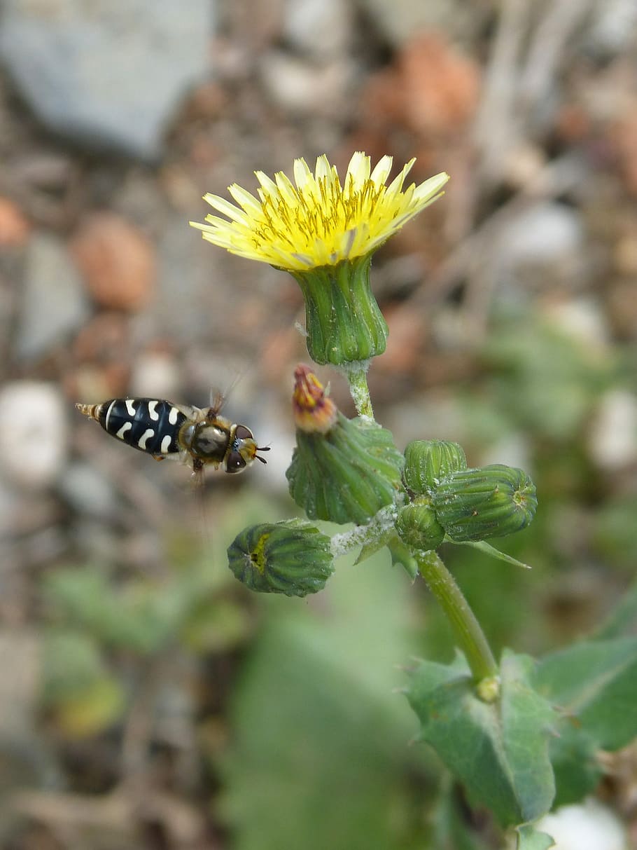 Flower, Hoverfly, Flight, False, Bee, false bee, insect, scaeva pyrastri HD wallpaper