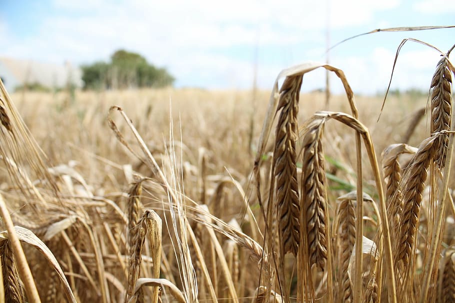 wheat, field, harvest, summer, scenic, agriculture, wheat field HD wallpaper