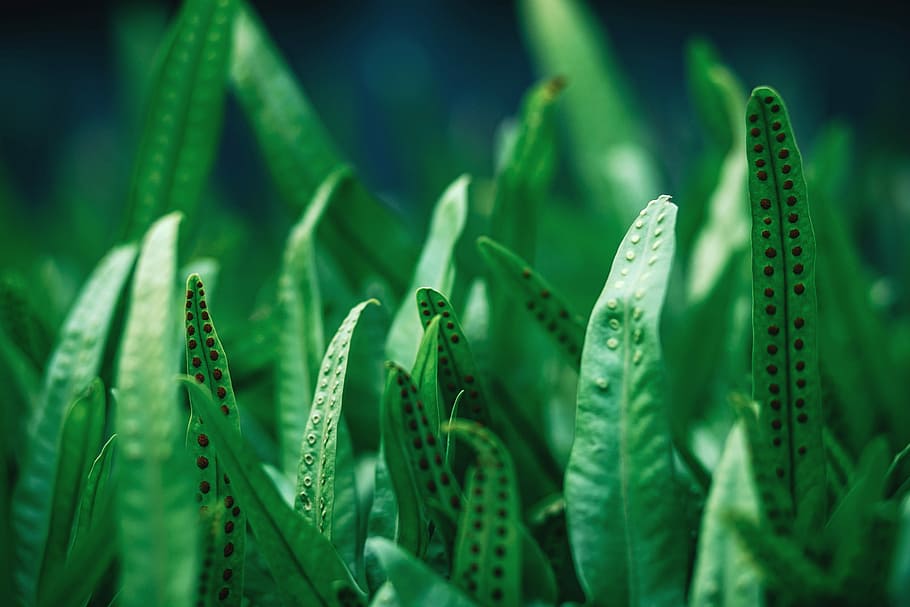Ferns and Spores, shallow focus photography of green grass, leaf