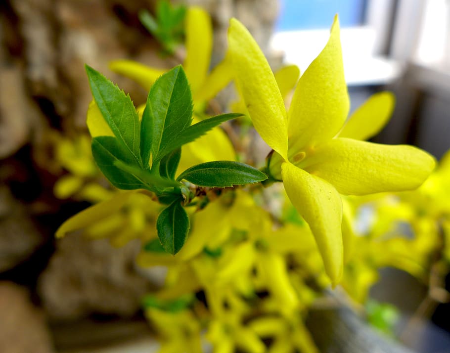 spring, leaf, nature, flora, flower, closeup, growth, color HD wallpaper