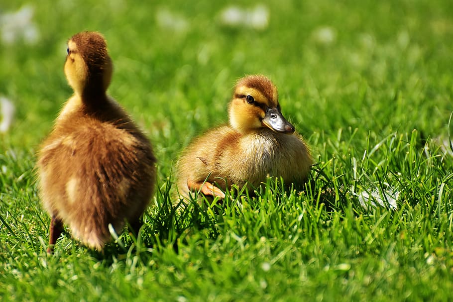 selective focus photo of two brown ducklings on bed of green grasses HD wallpaper