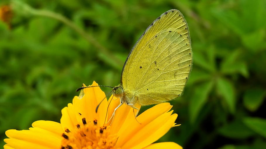 butterfly, flower, wallpaper, insect, animal wing, flowering plant HD wallpaper