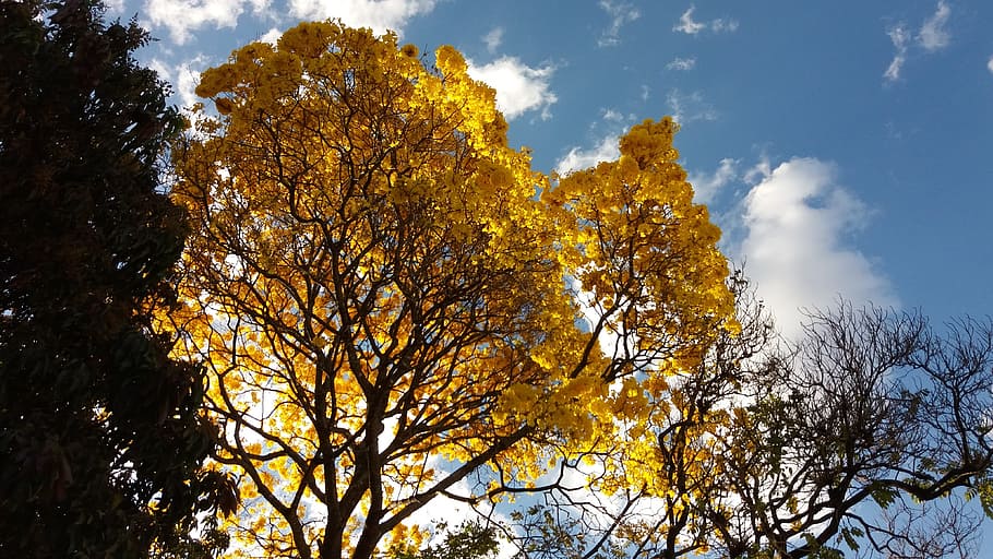 trees, ipê, flowers, nature, sky, autumn, plant, change, beauty in nature HD wallpaper
