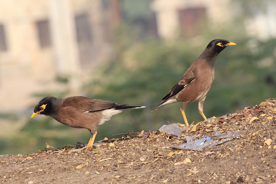 bird, nature, animal, vertebrate, animal themes, animals in the wild HD wallpaper
