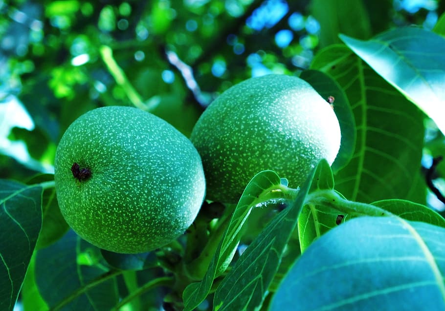 walnut, shell, tree, leaf, food, fruit, food and drink, healthy eating HD wallpaper