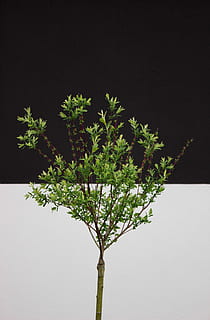 green leafed plant, tree, minimal, greenery, minimalism, jungle HD wallpaper