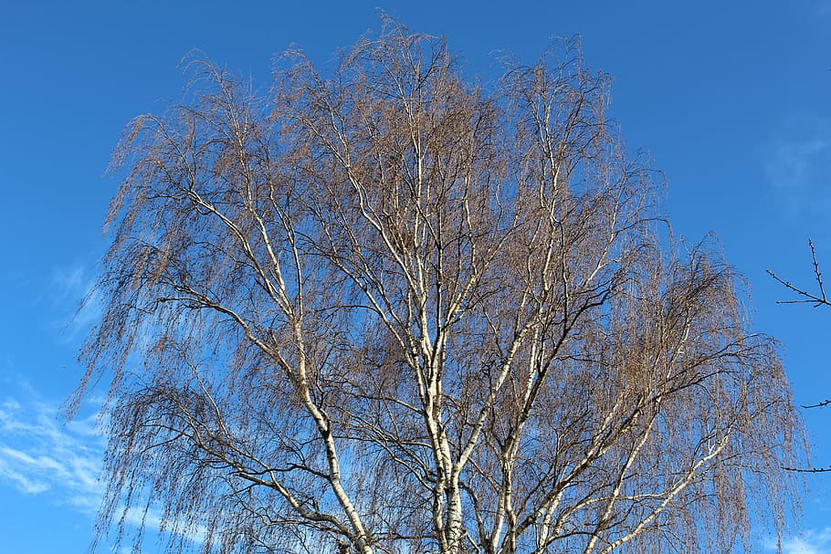 tree, sky, blue, nature, kahl, autumn, crown, landscape, low angle view HD wallpaper