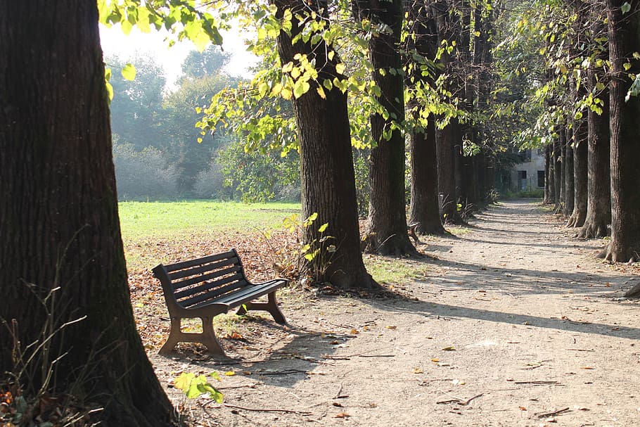 bench, park, autumn, trees, light, autumn woods, nature, trail HD wallpaper