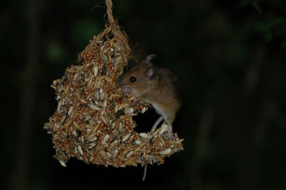 mouse, mice, rodent, nature, button eyes, animal, animal portrait HD wallpaper