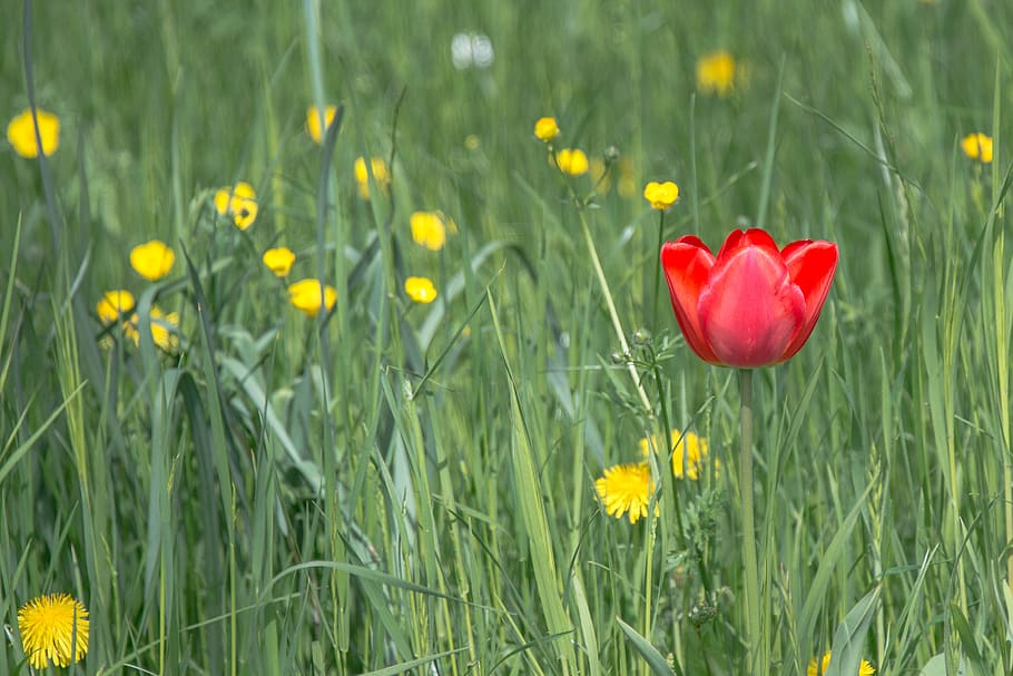 tulip, blossom, bloom, spring, flower, red, plant, early bloomer HD wallpaper