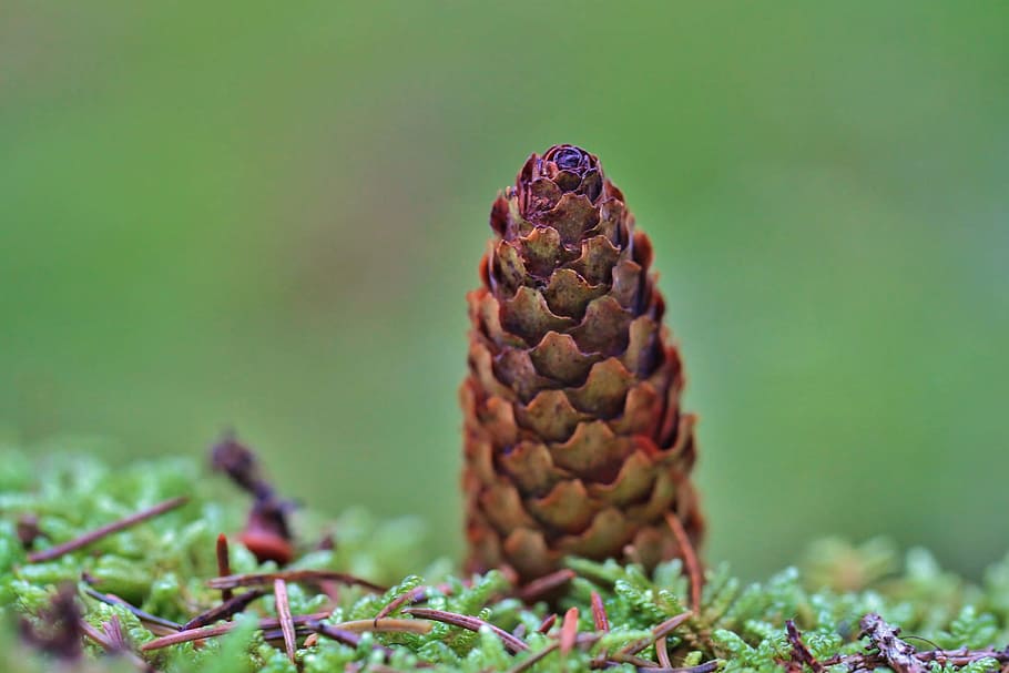 Pine Cones, Moss, Green, Green, Forest, Nature, needles, tap HD wallpaper