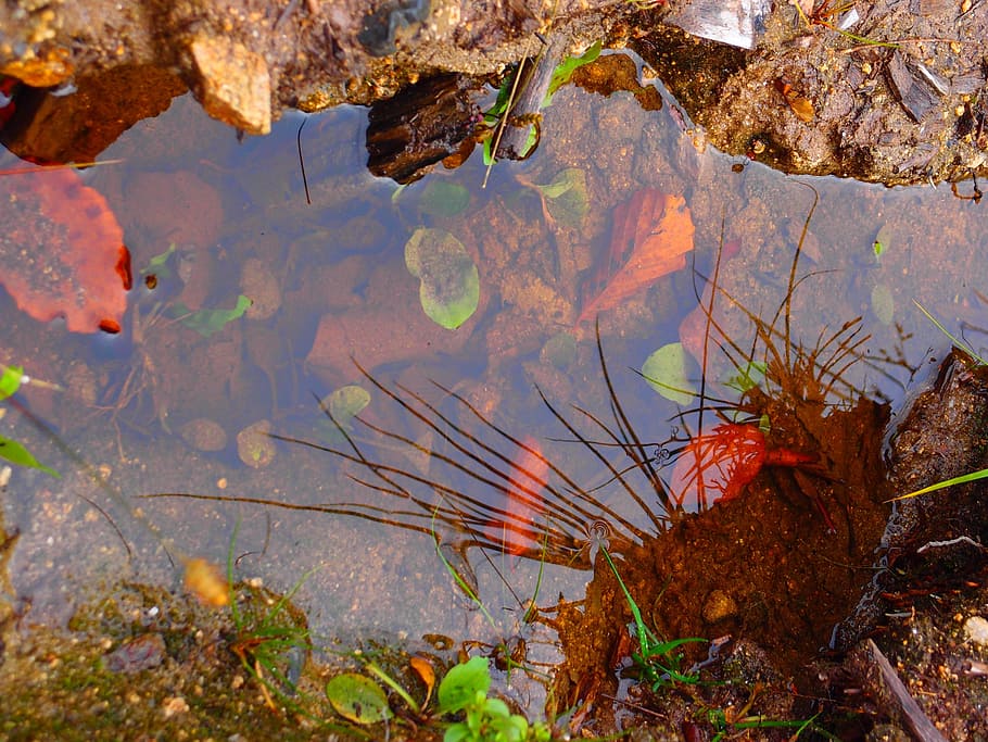 water, pool, spring, lake, animal themes, animal wildlife, animals in the wild HD wallpaper