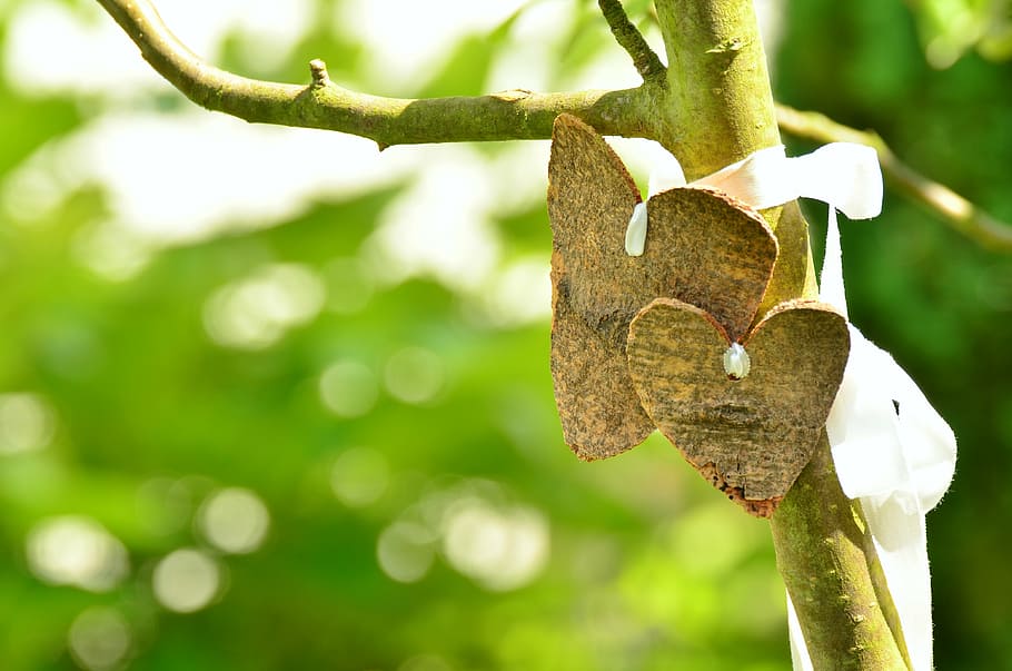 close shot of gray tree branch, heart, love, bark, wedding HD wallpaper
