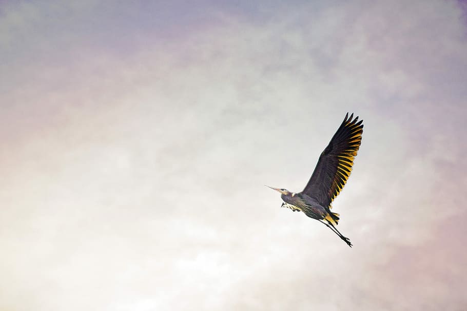 brown bird flying, flying brown and white long-beaked long-legged bird HD wallpaper