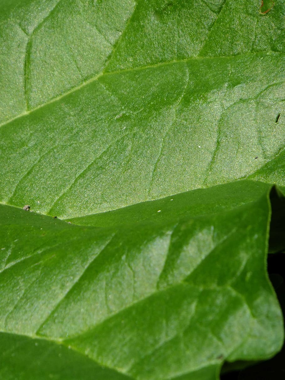 macro, green, leaf, plant, natural, rhubarb, plant part, green color HD wallpaper