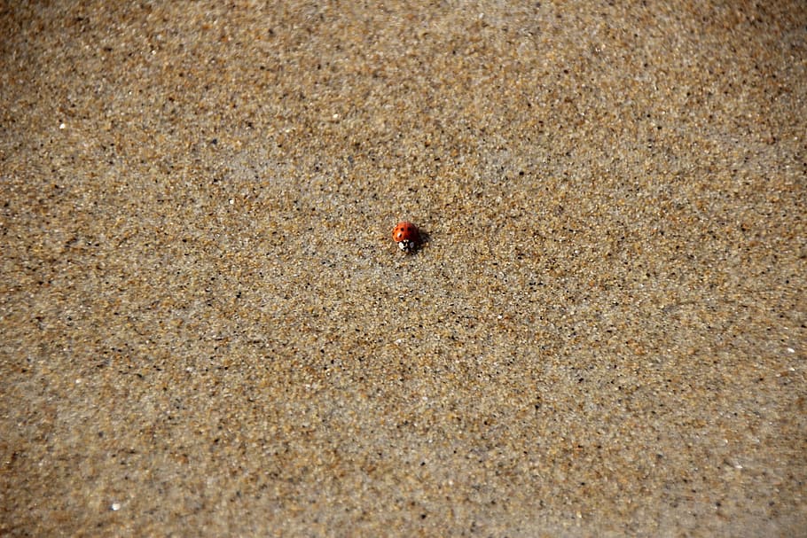 Lady Bug, Beach, Sand, Insect, one animal, animals in the wild HD wallpaper