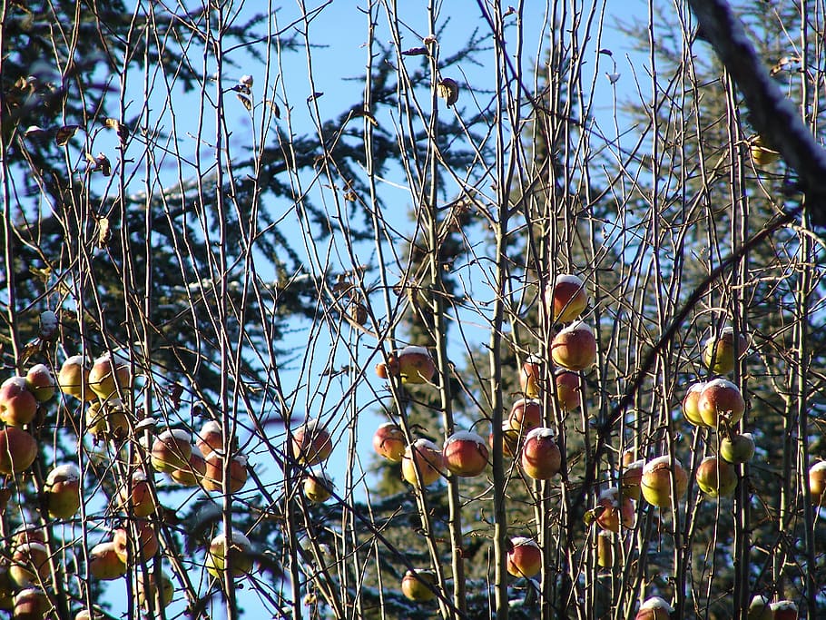 winter, snow, apple, apple tree, snowy, wintry, cold, snowed in HD wallpaper