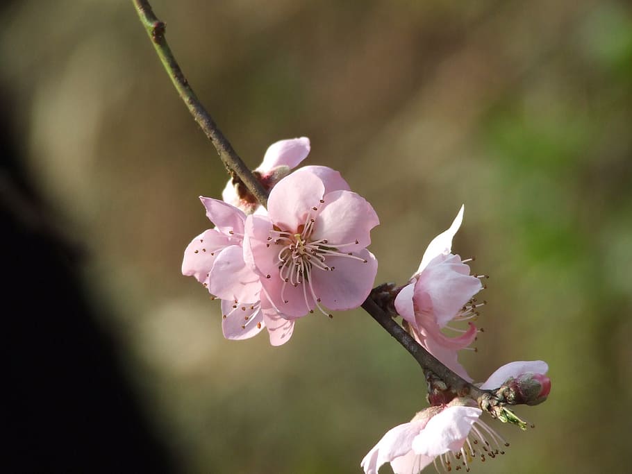 peach, flower, blossom, spring, bloom, flowers, plant, pink HD wallpaper