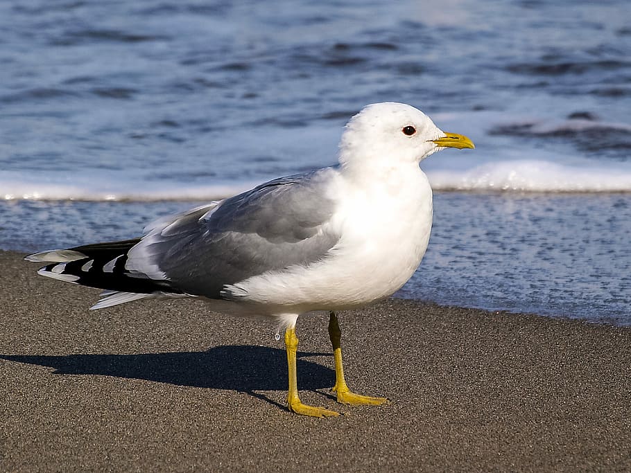 Mew Gull, Seagull, Water Bird, nature, animal, beach, one animal, HD wallpaper