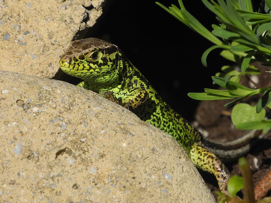 Lizard, Stone, green, reptile, animal, nature, wildlife, green Color HD wallpaper