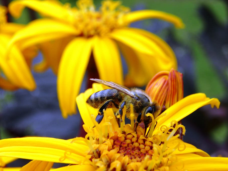 bee, flower, pollen, macro, nature, flowering plant, fragility HD wallpaper