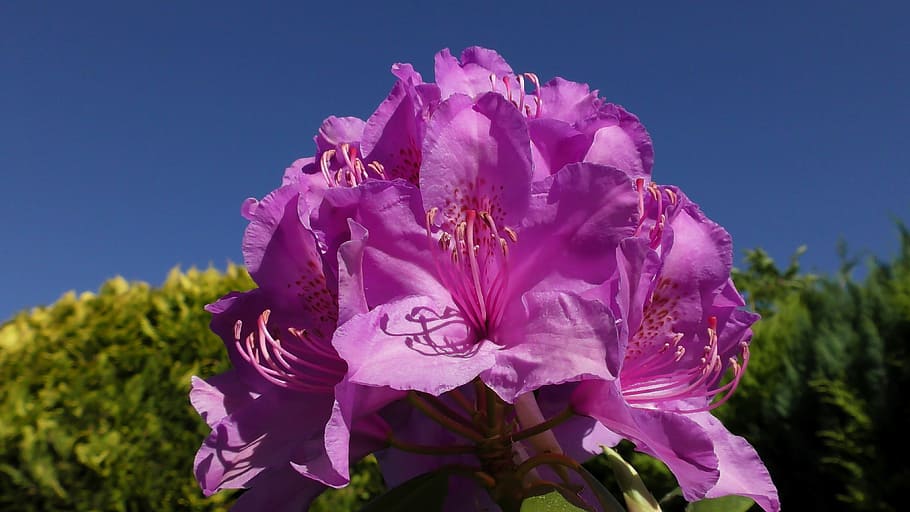 rhododendron, blossom, bloom, spring, bud, pink rhododendron HD wallpaper