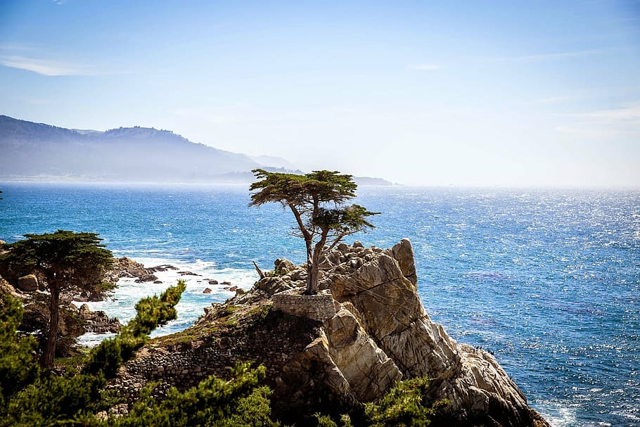 photo of green leaf plant on cliff near body of water, tree HD wallpaper