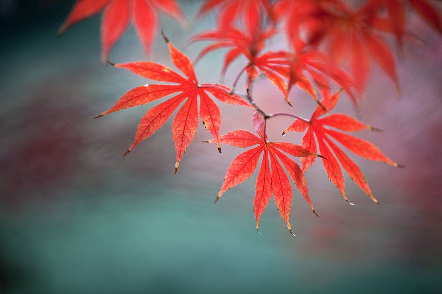 Natural, Maple, Plant, autumn, leaf, change, red, nature, no people HD wallpaper