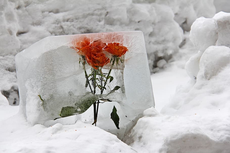 close-up photography of red rose flower, ice, deco, sweet, lovely HD wallpaper