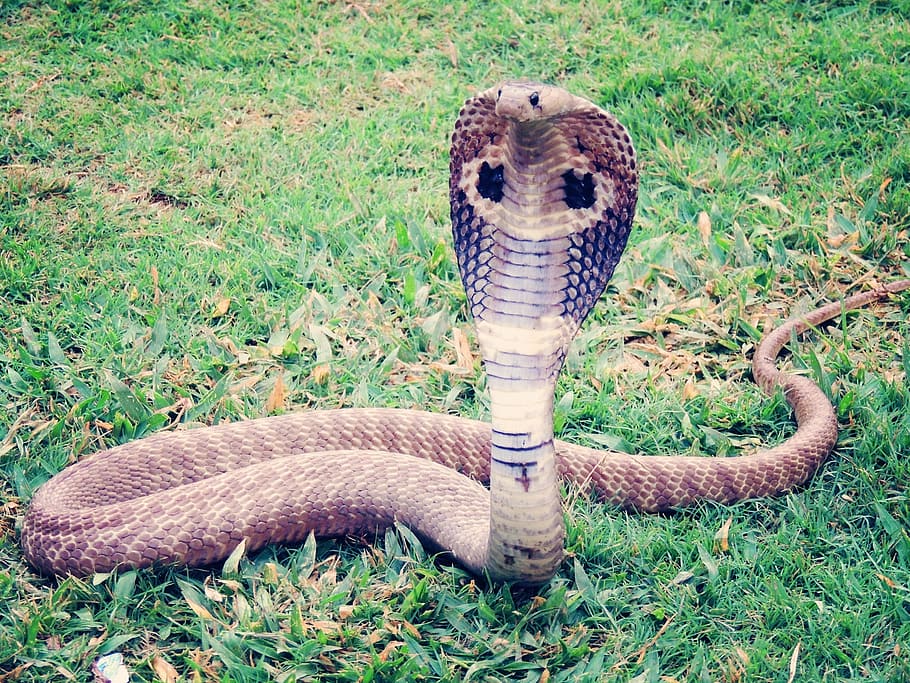 gray king cobra on green grass field, snake, reptile, animal