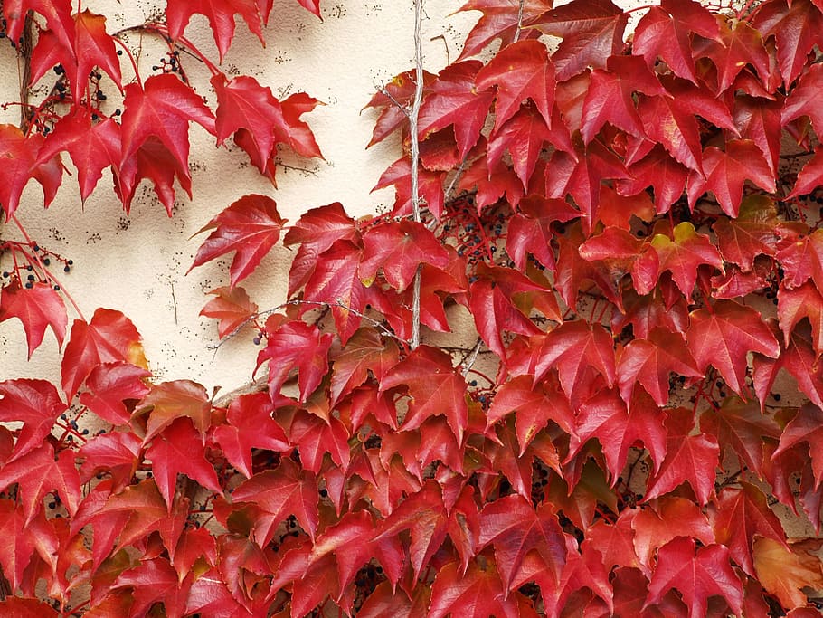 Textura, Color, Red, Foliage, Autumn, no people, close-up, outdoors HD wallpaper