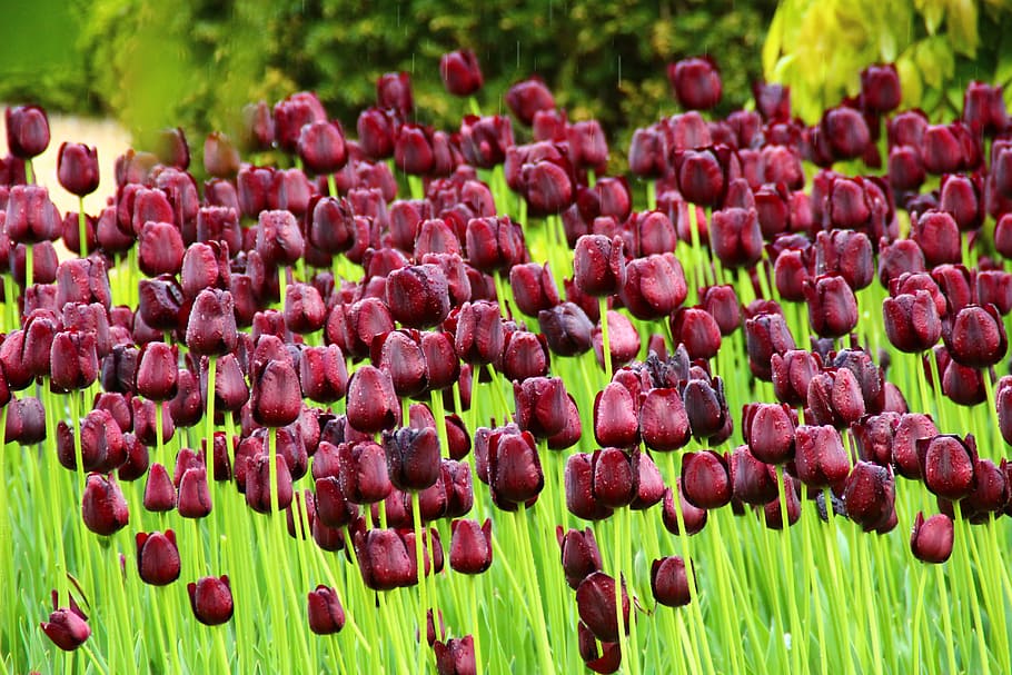 tulip, flowers, park, spring, garden, non, output, plant, growth HD wallpaper