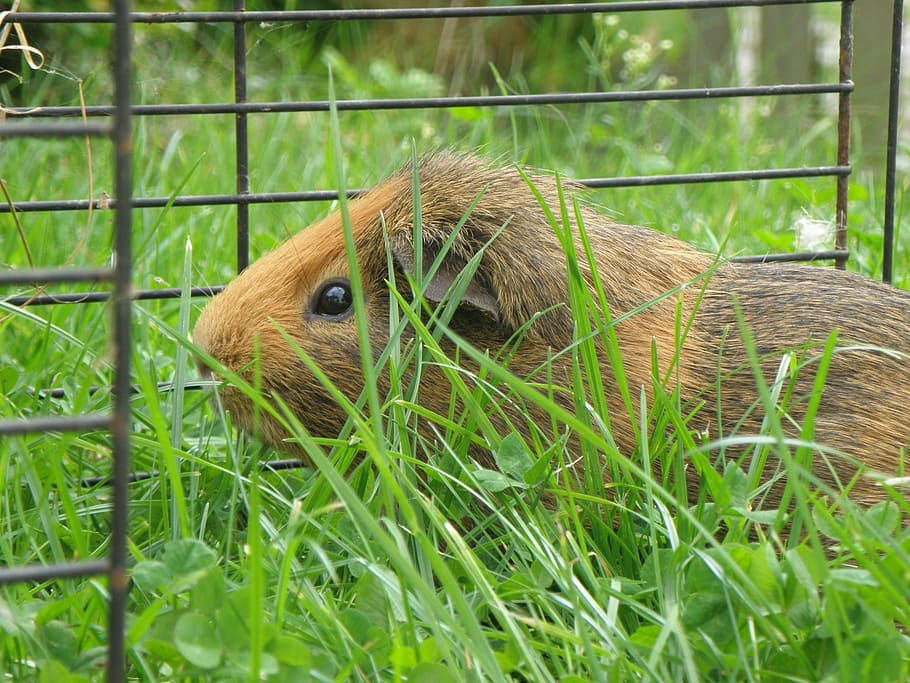 guinea-pig, male, agouti, red, cage, feast, grass, garden, animal themes, HD wallpaper