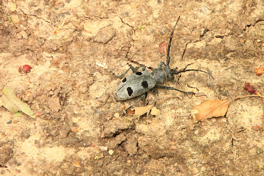 beetle, black, bug, cerambycidae, funereus, horns, morimus, HD wallpaper