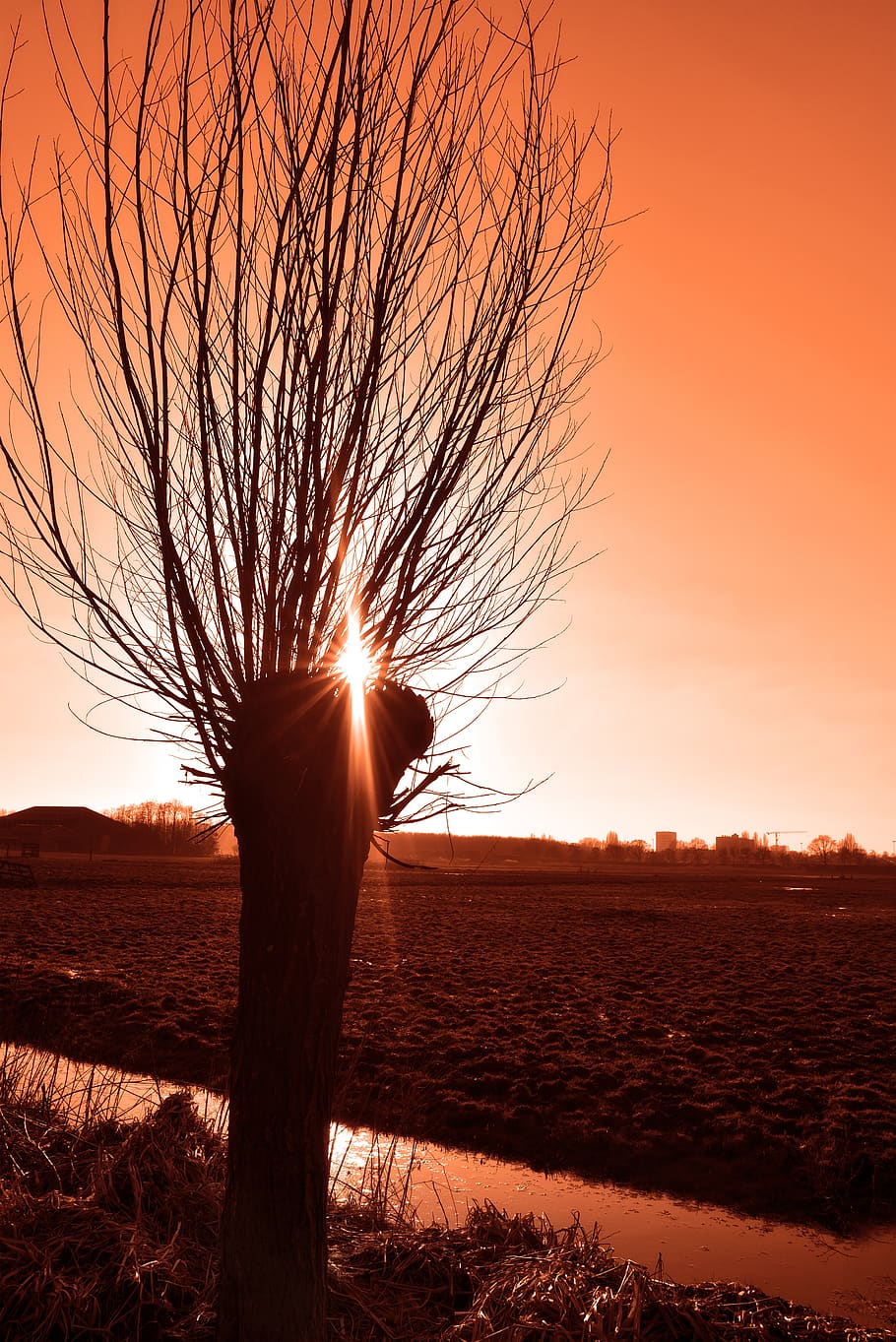 willow, pollarded willow, tree, branch, trunk, winter tree HD wallpaper
