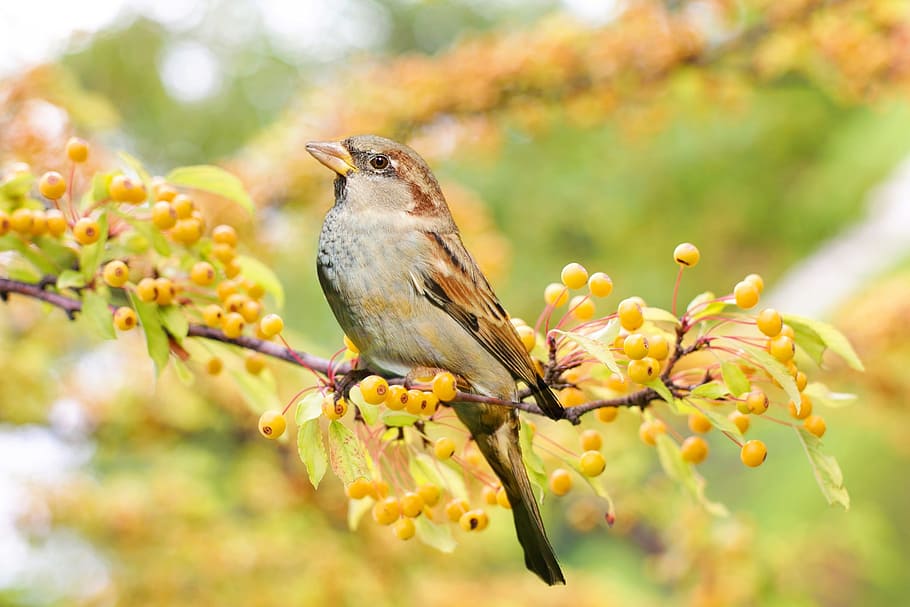 brown hummingbird perched on a branch, fall, autumn, nature HD wallpaper