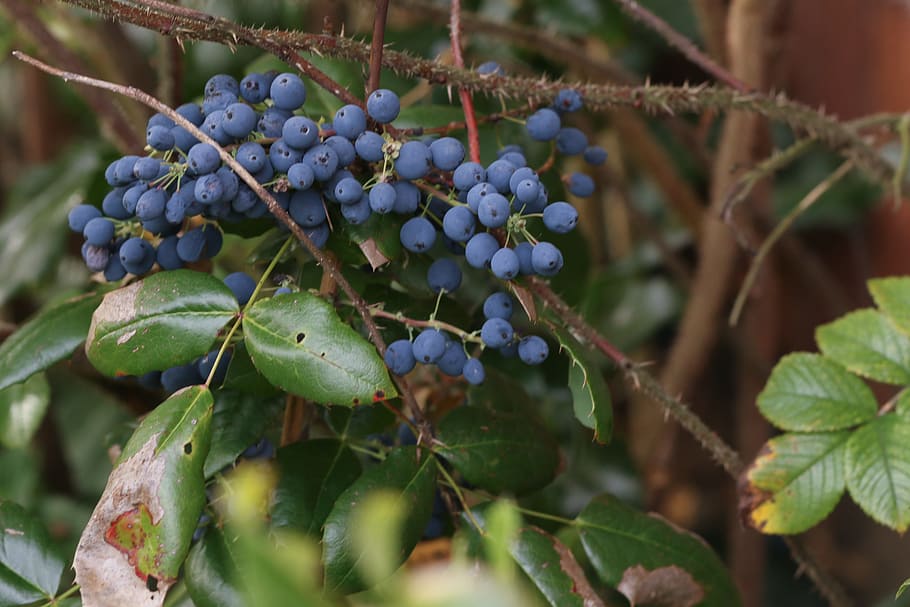 berry, blue, nature, fruit, healthy eating, food and drink HD wallpaper