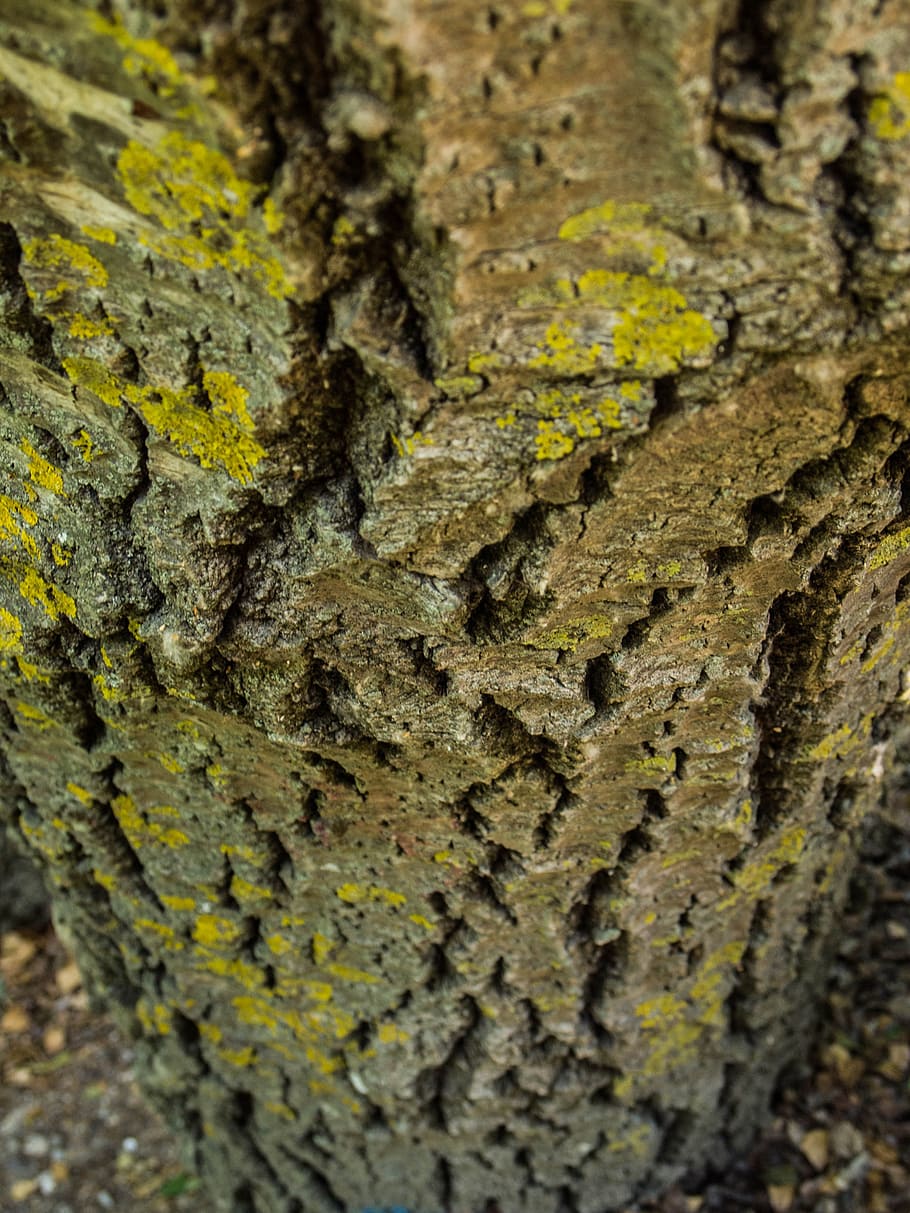 trunk, texture, tree, bark, wood, cracks, vegetable, natural HD wallpaper