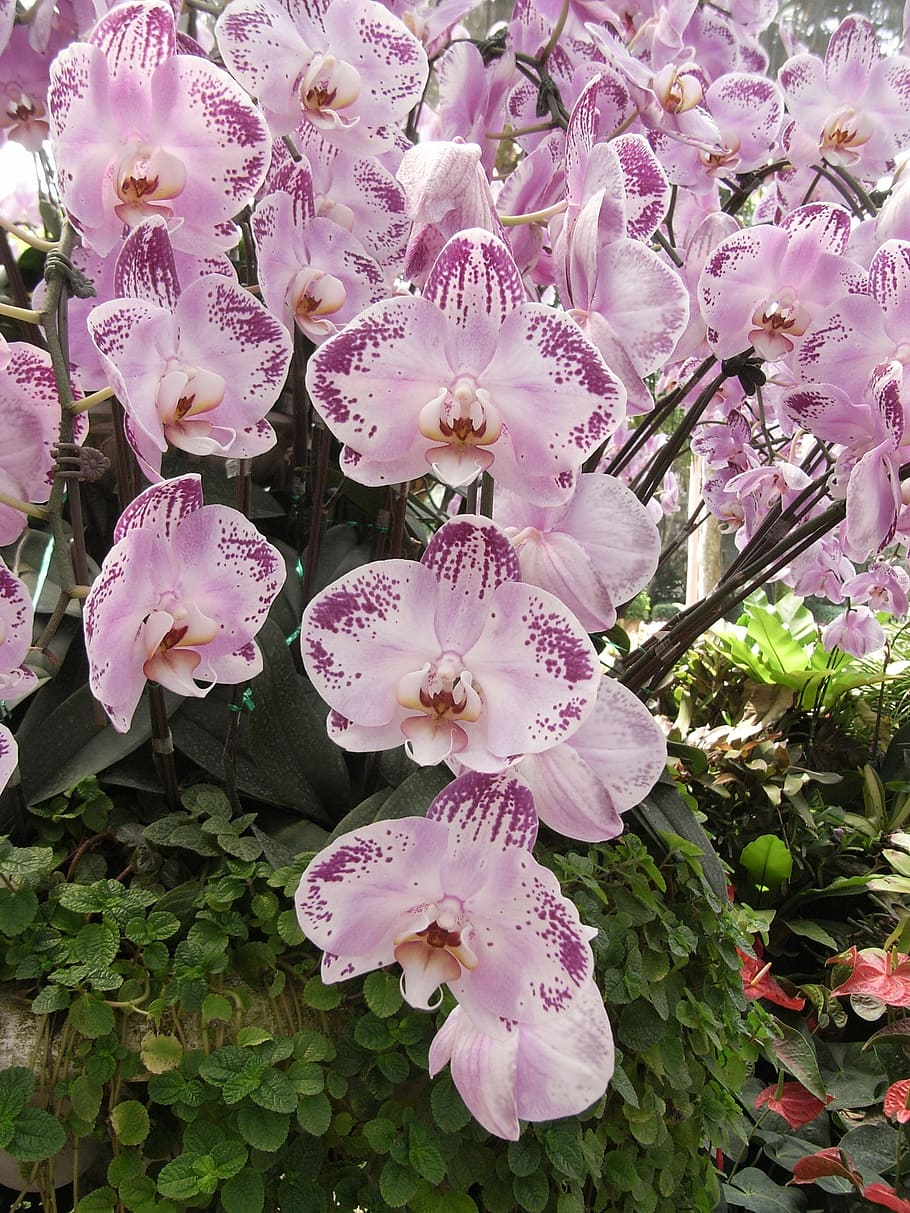 orchid, flowers, pink, thai orchid flowers, bloom, flowering plant, HD wallpaper