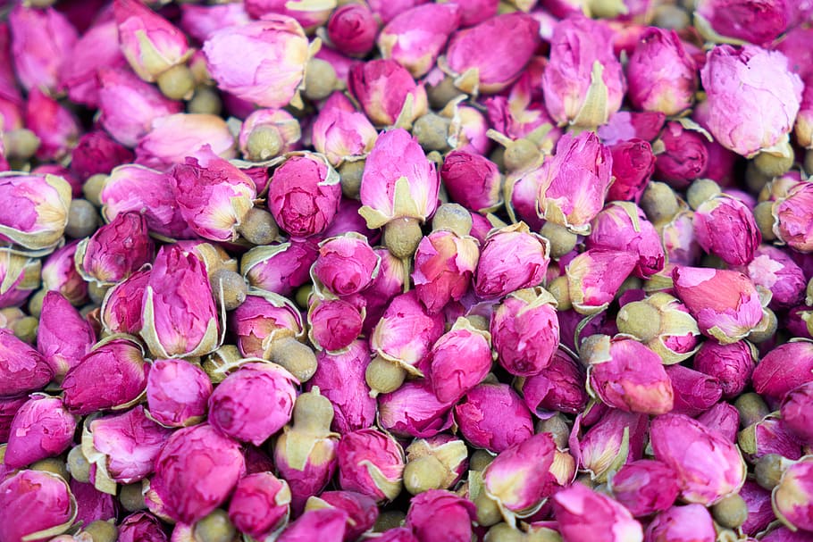 pink flower buds, Purple, Texture, Pattern, garden, spring HD wallpaper