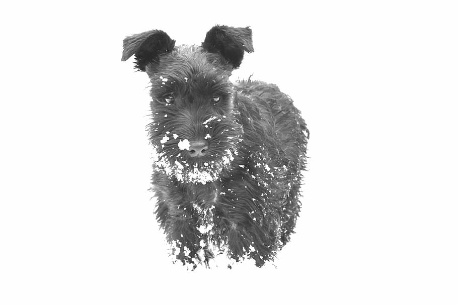 dog, snow, schnauzer, mammal, one animal, studio shot, domestic HD wallpaper