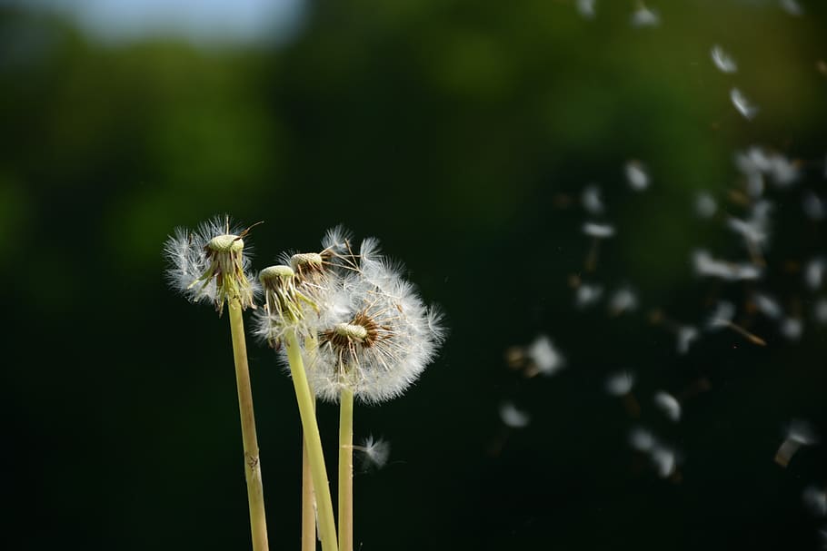 dandelion, flower, white, macro, fluff, spring, faded, faded dandelion HD wallpaper
