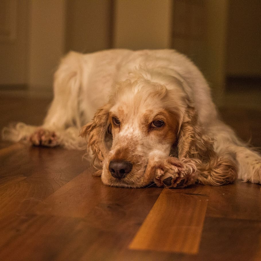 dog, cocker, cocker spaniel, pet, domestic, pets, domestic animals HD wallpaper