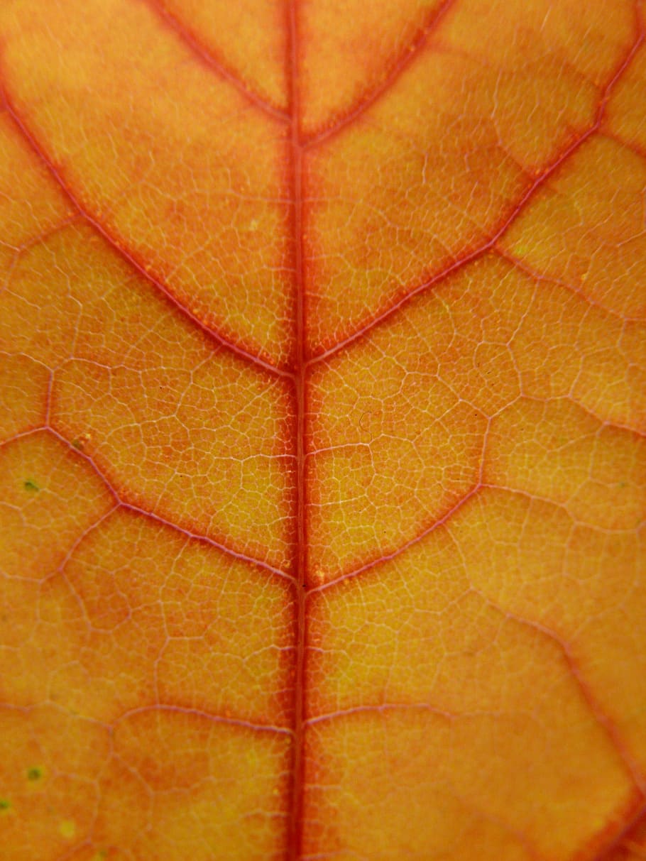 leaf, coloring, maple leaf, veins, leaf veins, red, orange HD wallpaper